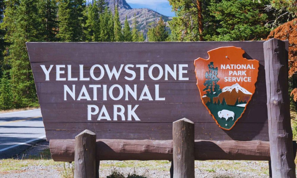 A new study reveals that Yellowstone's quaking aspens are growing back thanks to the return of wolves in 1995.