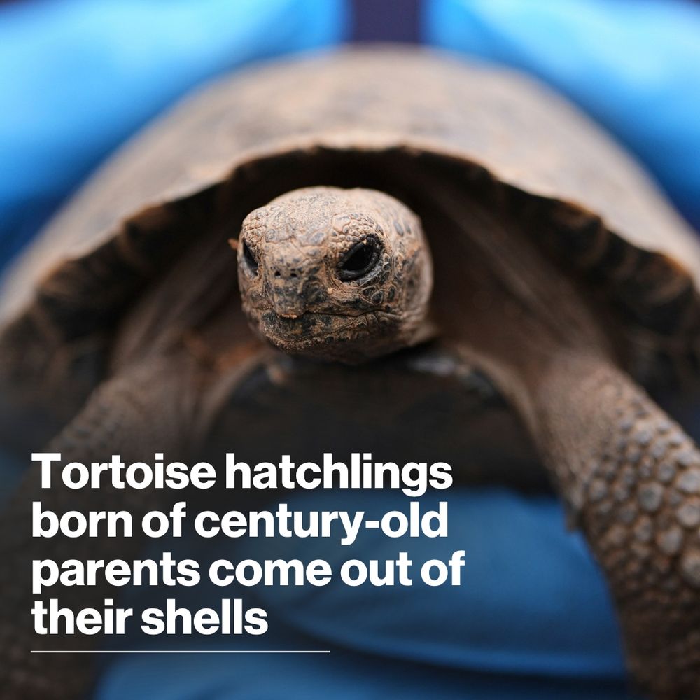 Sixteen critically endangered western Santa Cruz tortoises born to some very old parents got a slow walk and the red carpet treatment at a Philadelphia Zoo e...