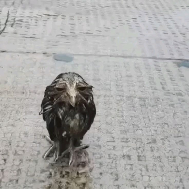 wet owl