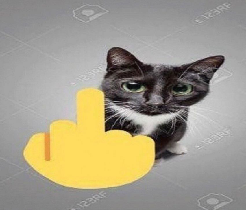 cat middle finger image