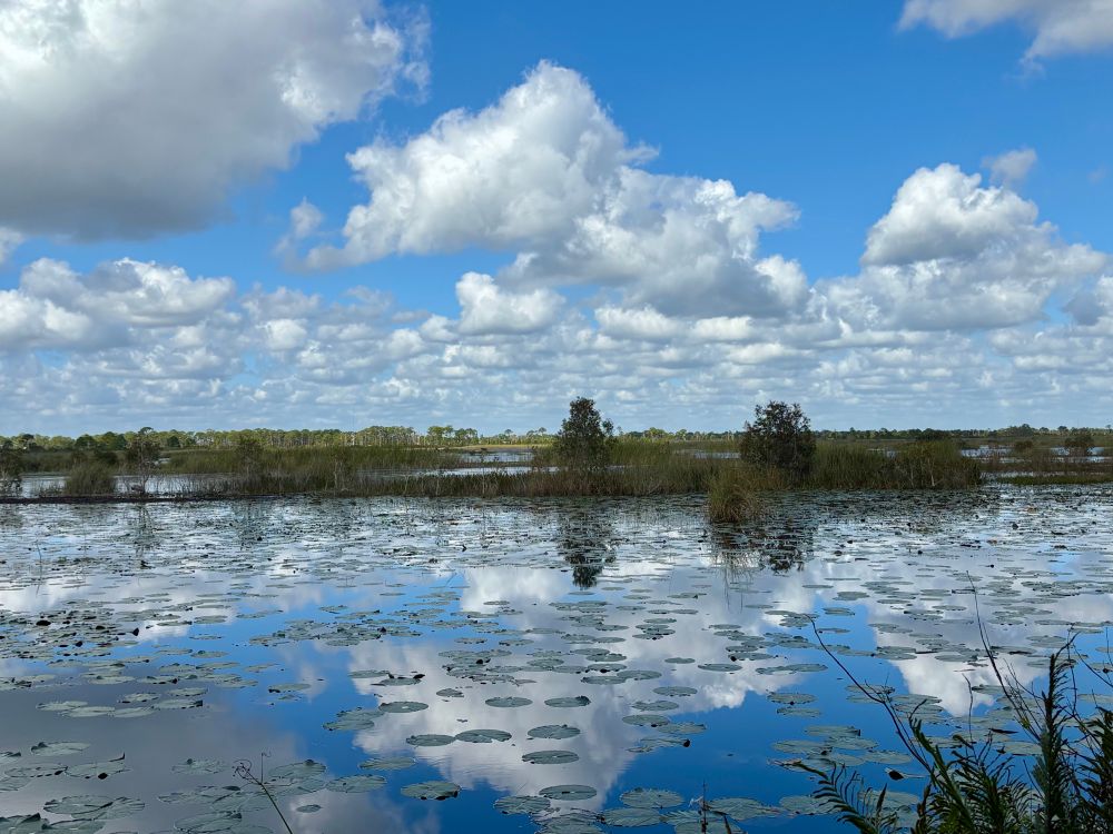 View of waterway in Savannas preserve in Florida with reflection of clouds on still water. 