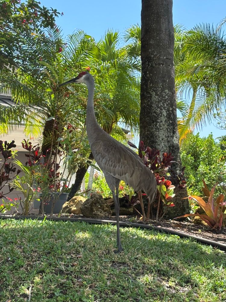 Large Sandhill crane standing on a grassy hill with an palm trees in background 