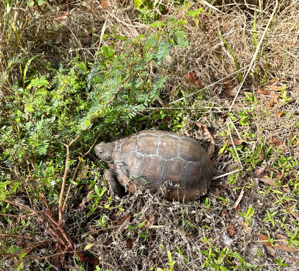 Small gopher tortoise eating leaves off a branch 