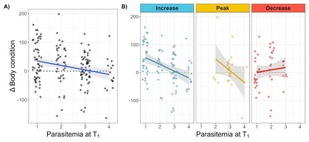 This figures showcase the relationship between host body condition and the blood parasitemia (or infection intensity), in A) for all infection stages, in B) for each infection stage (Incresing, peak and decreasing parasitemia). 
