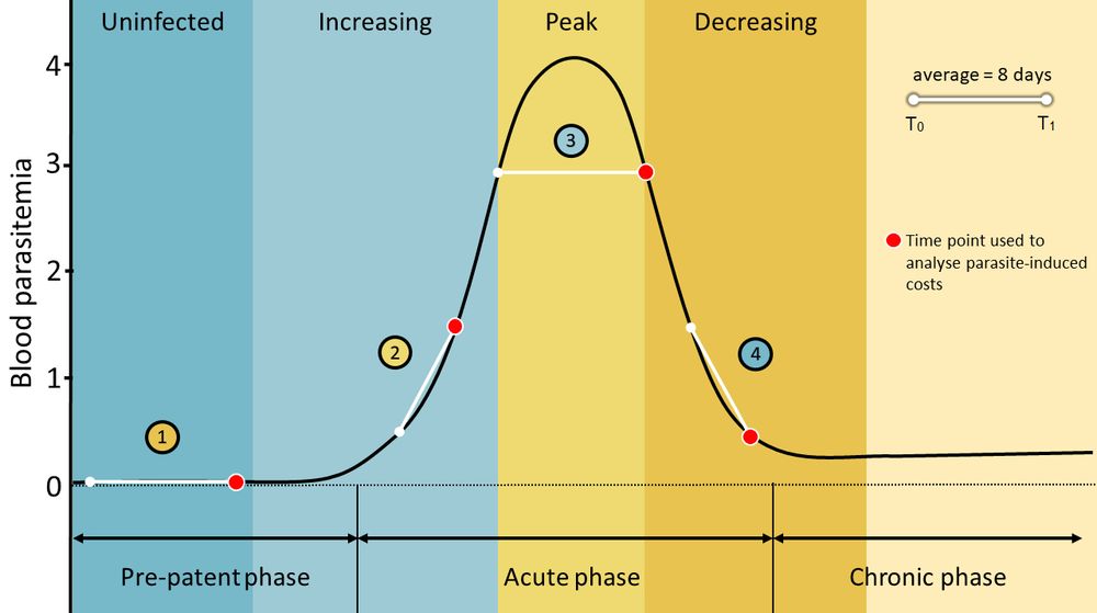 This figure represents a theorical infection course from Leucocytozoon parasites in the host blood. The different stages of infection are depicted on the y-axis in colour bands and blood parasitemia (or infection intensity) is on the x-axis.