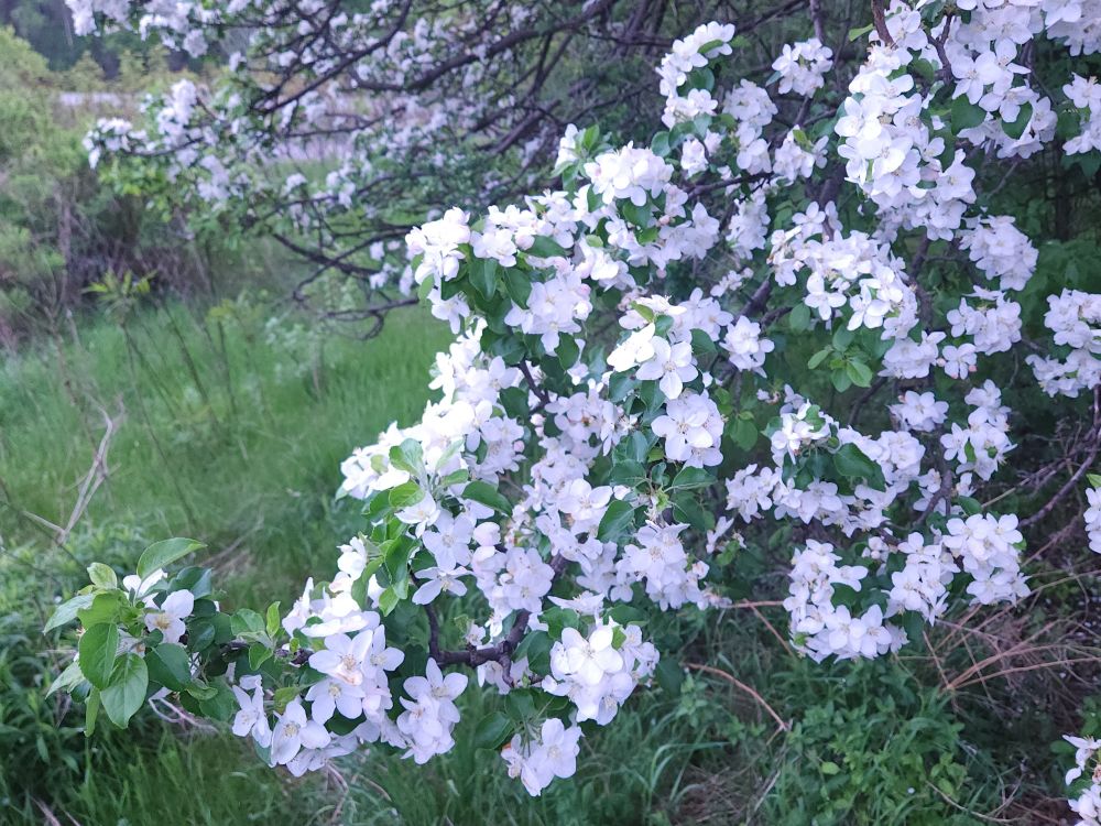 Another shot of the apple blossoms.