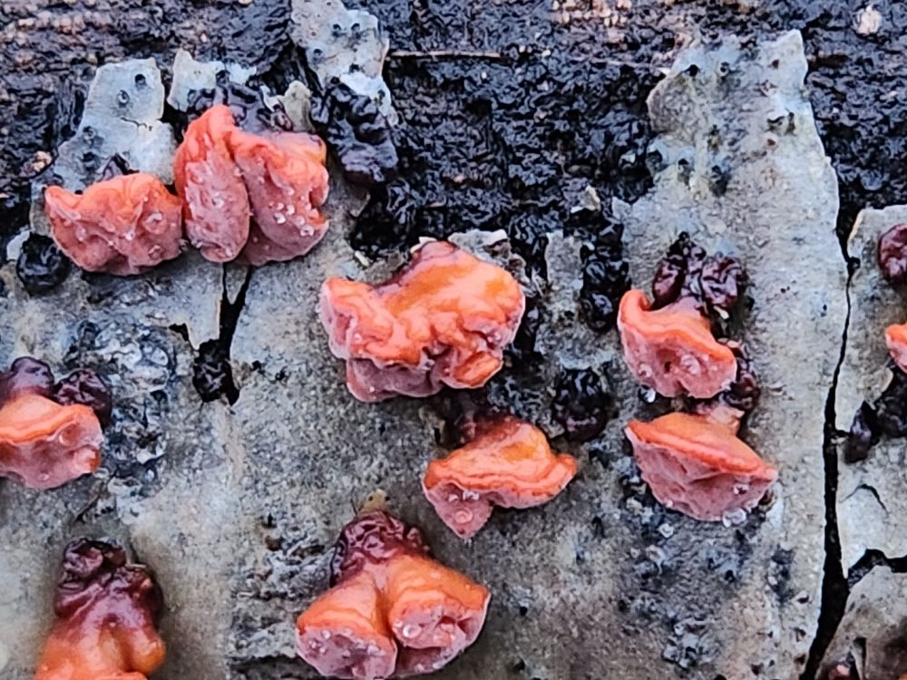 A closer look at the red tree brain fungus. It's bright red and kinda clumpy.