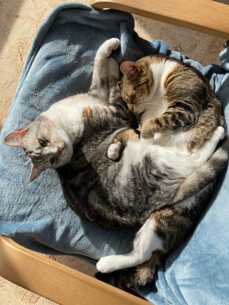 Two tabby cats entangled on a chair in the sun