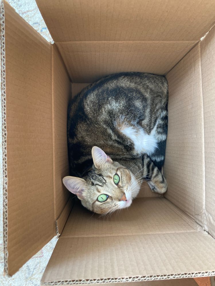 A tabby and white cat curled up in a cardboard box 