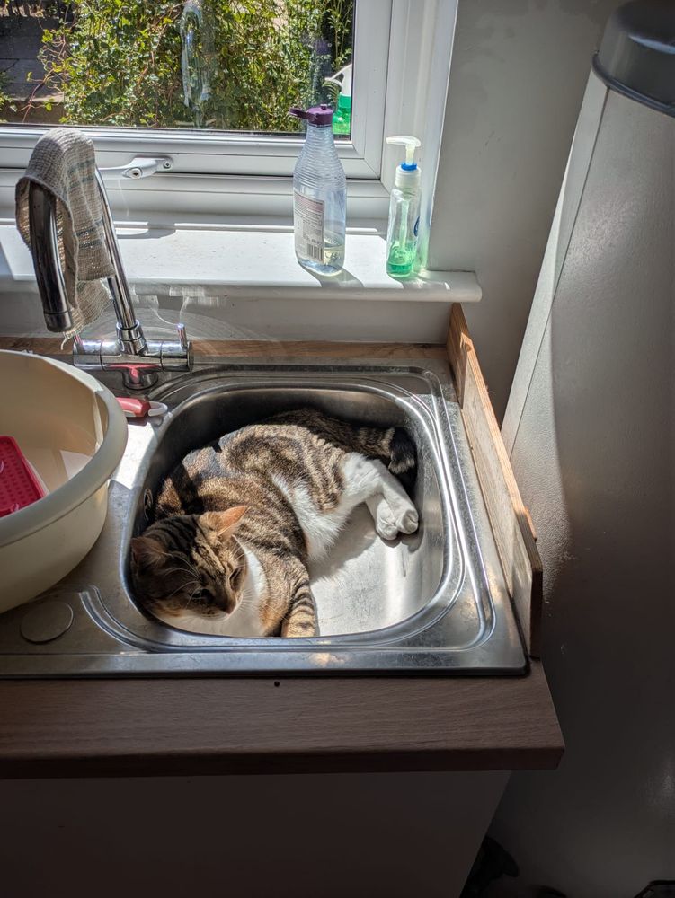 A tabby cat lies in a kitchen sink