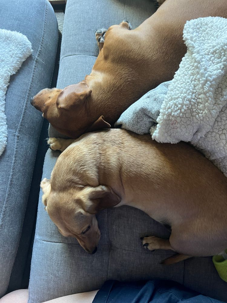 My wiener dog boys curling up in a heart after a day of barking at strangers. And everything else they didn’t approve of. 