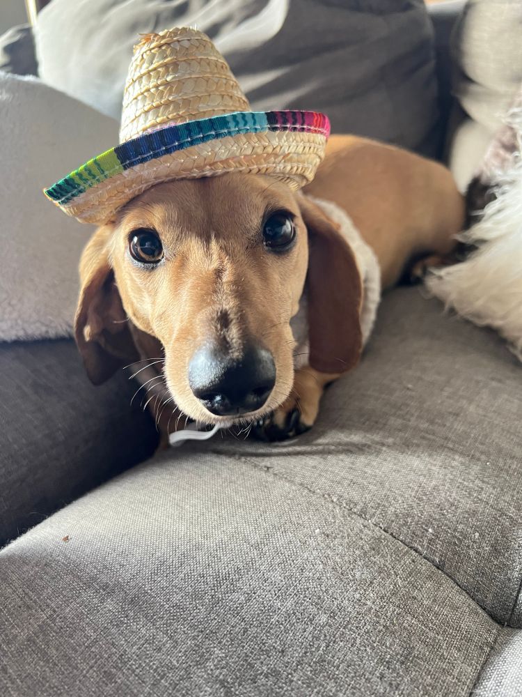 A cream dachshund looking a little timid about wearing a tiny sombrero, but he loves attention so much he’s doing it. 