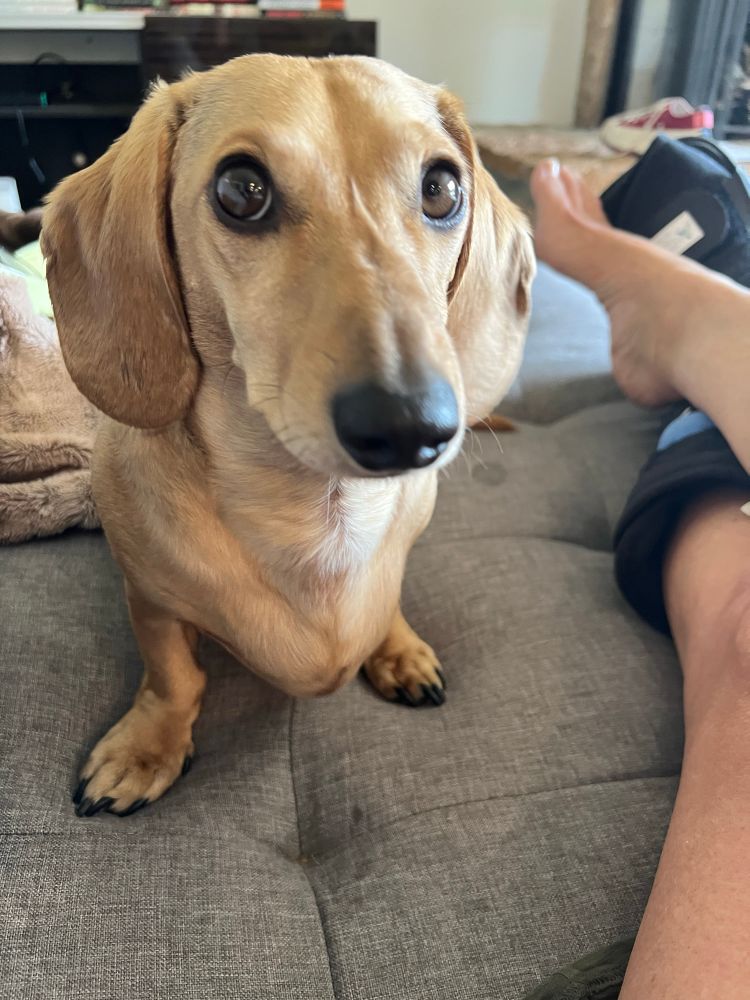 A pensive blond dachshund sitting on the couch staring at me while I rest my broken foot. He’s had it with this broken foot business and just wants his old life back. 