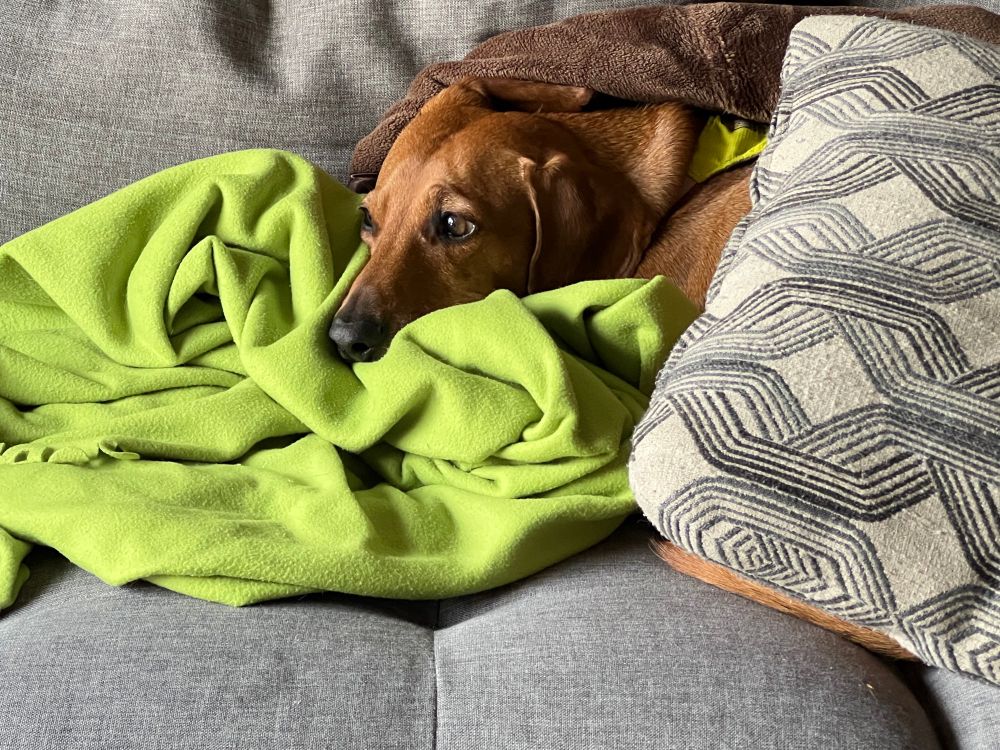 A red dachshund looking into the distance on a lime green fleece. #DachshundSky 
