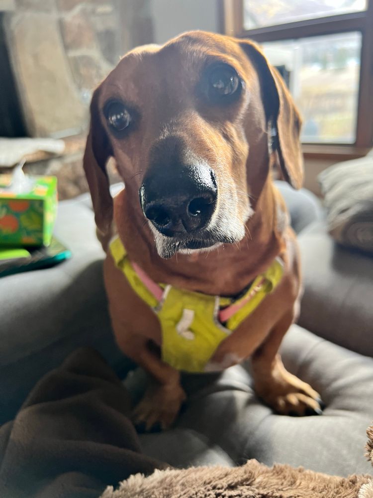 A patient sweet red dachshund in a yellow harness in a gray couch looks at my toast with big brown soulful eyes. 