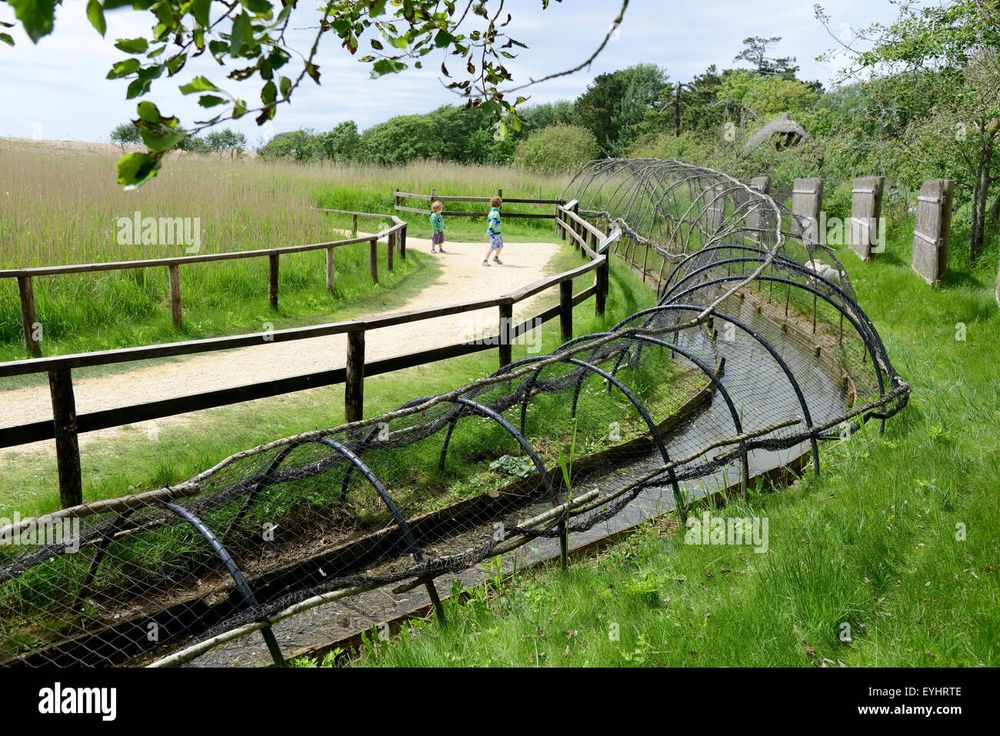 A duck decoy at Abbotsbury in the UK. Wildfowl on the lake follow a dog as it walks into the mesh tunnel, and once they’re in the birds are chased to the end of the tunnel that gets smaller and smaller until they are trapped. Once, they’d be eaten; these days they’d be ringed & released.