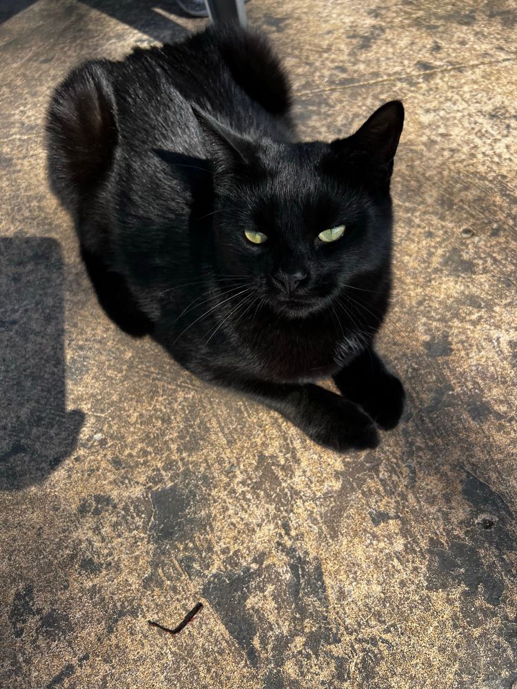 Young black cat sitting on a patio.