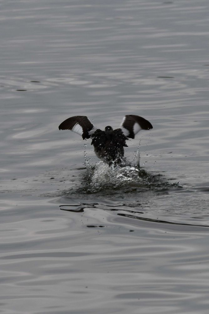 A displaying grebe