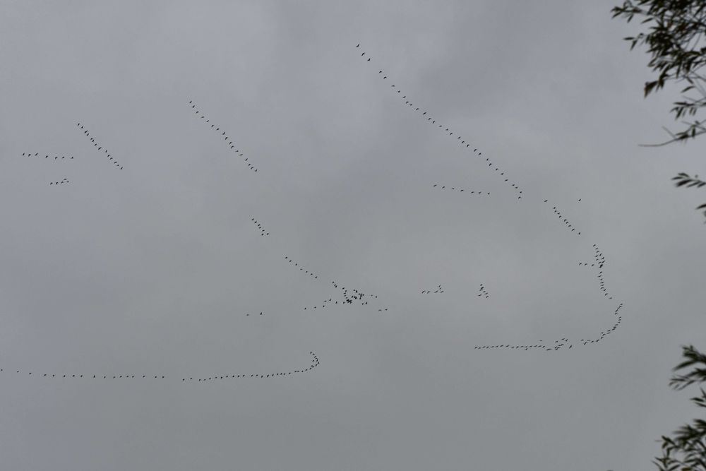 A photo of distant skeins of passing geese