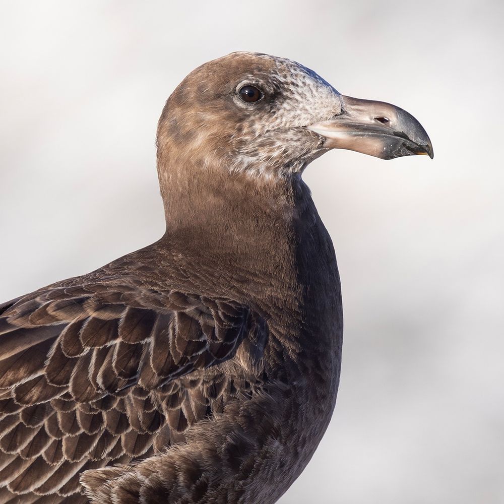 Pacific Gull - juvenile