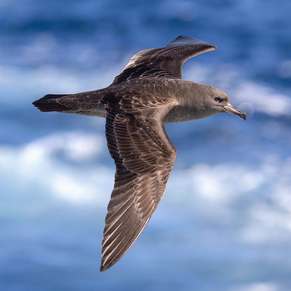Flesh-footed Shearwater