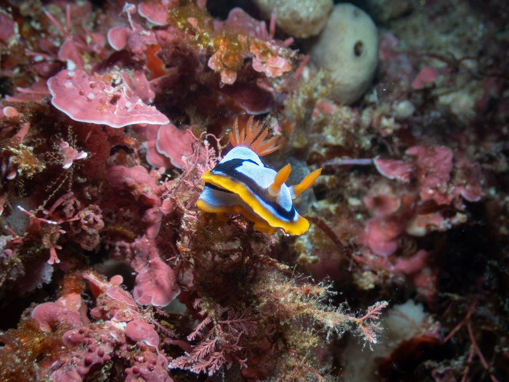 Chromodoris westraliensis
