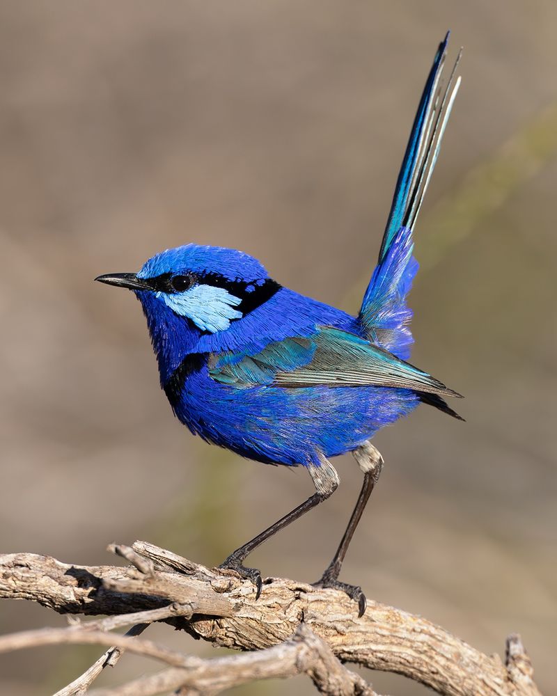 Splendid Fairywren