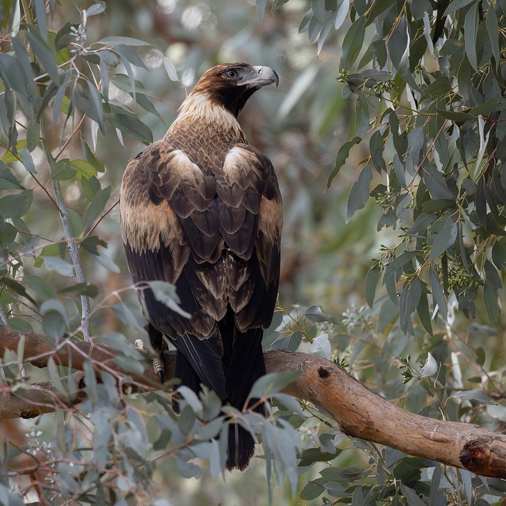 Wedge-tailed Eagle (Aquila audax)