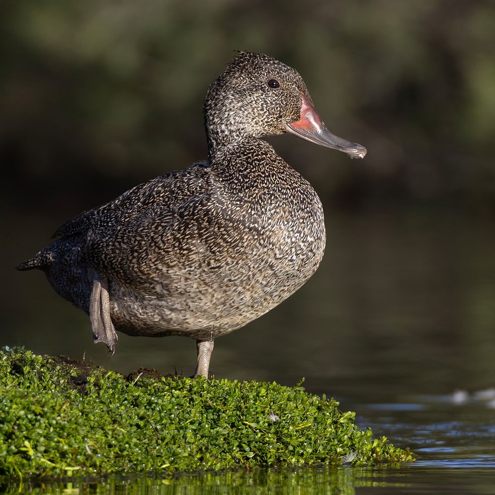 Freckled Duck