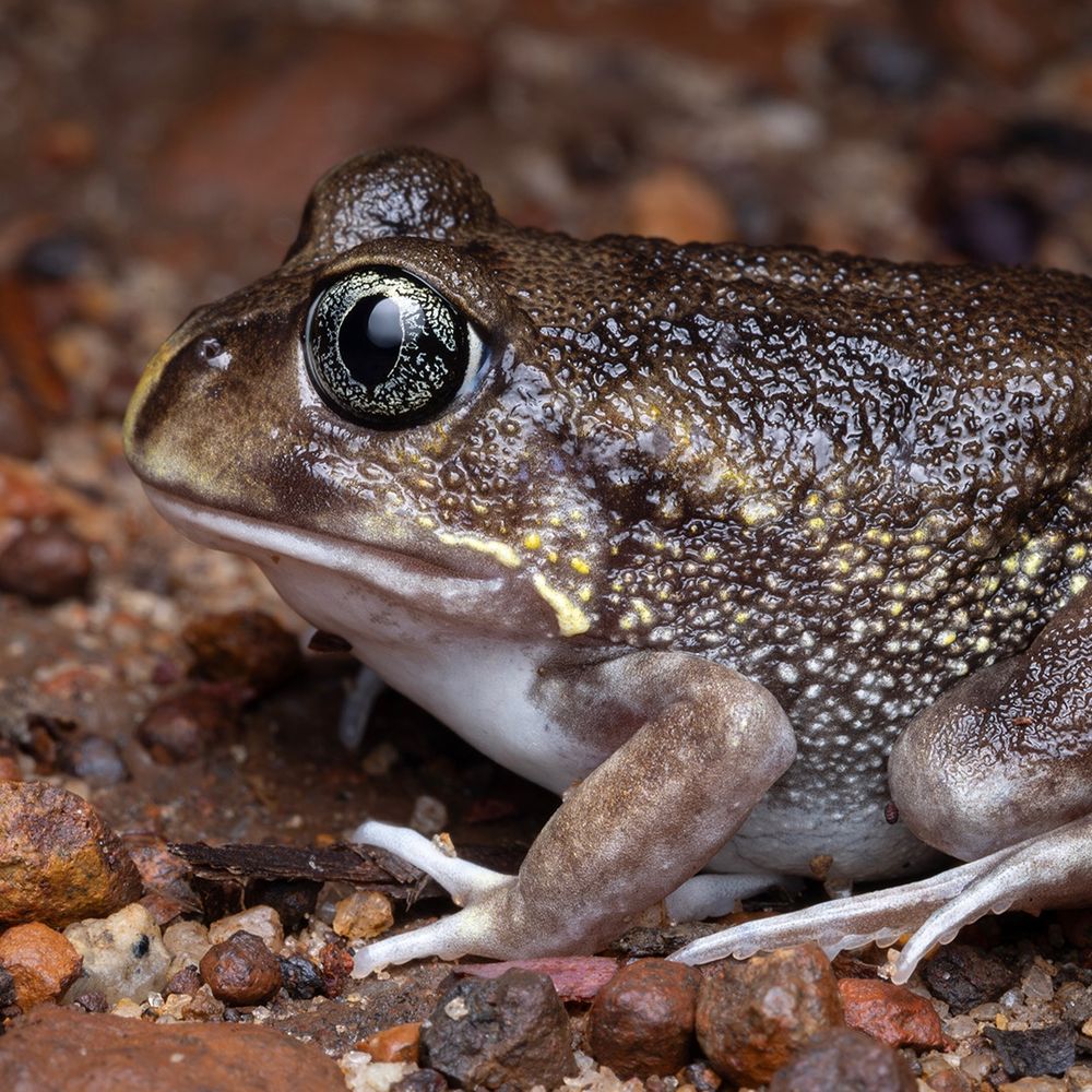Moaning Frog