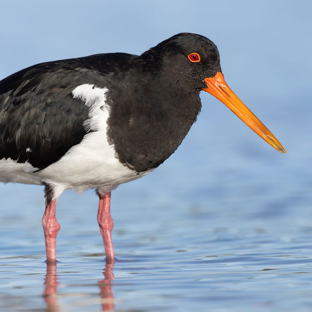 Pied Oystercatcher 