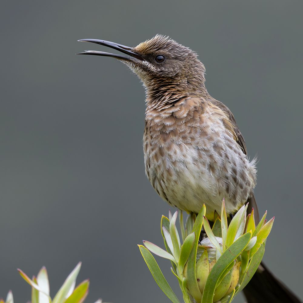 Cape Sugarbird