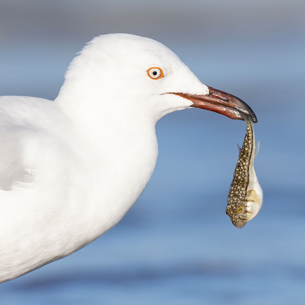 Silver Gull