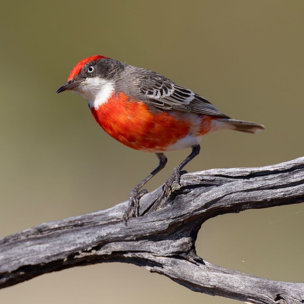 Crimson Chat