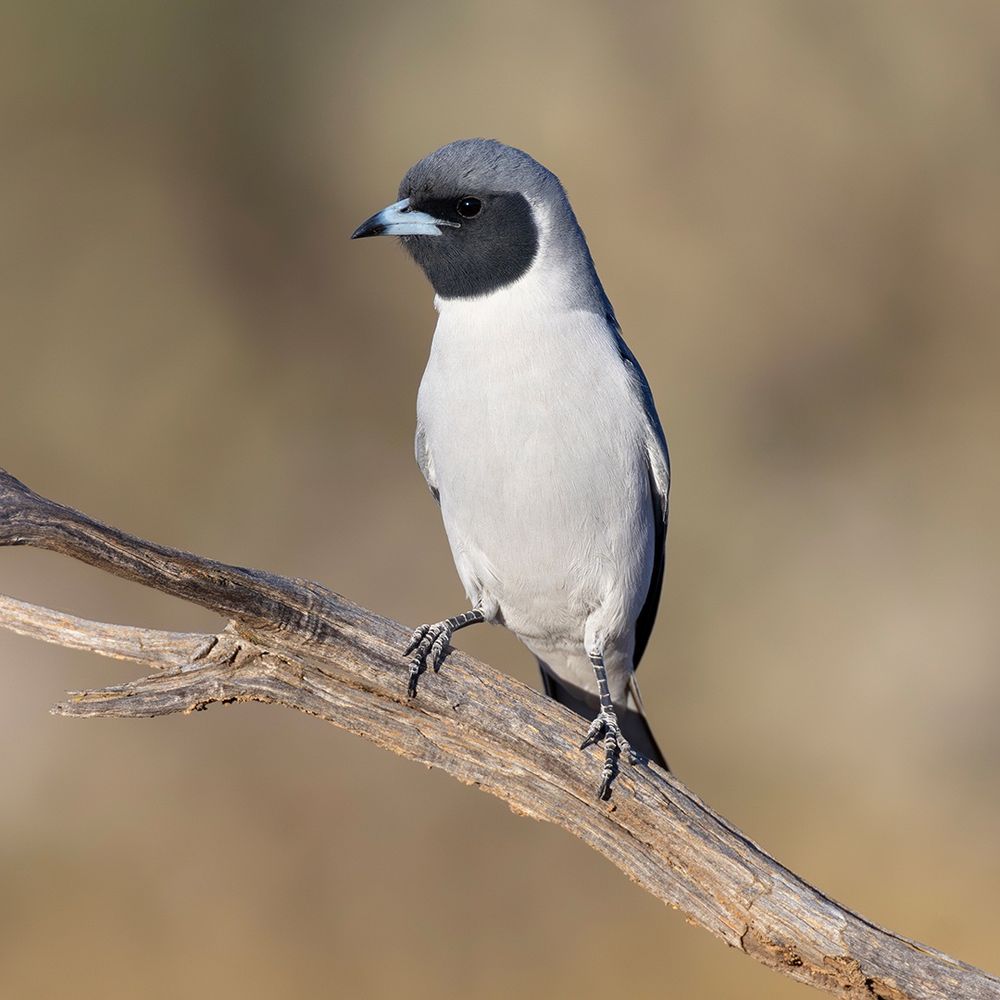 Masked Woodswallow