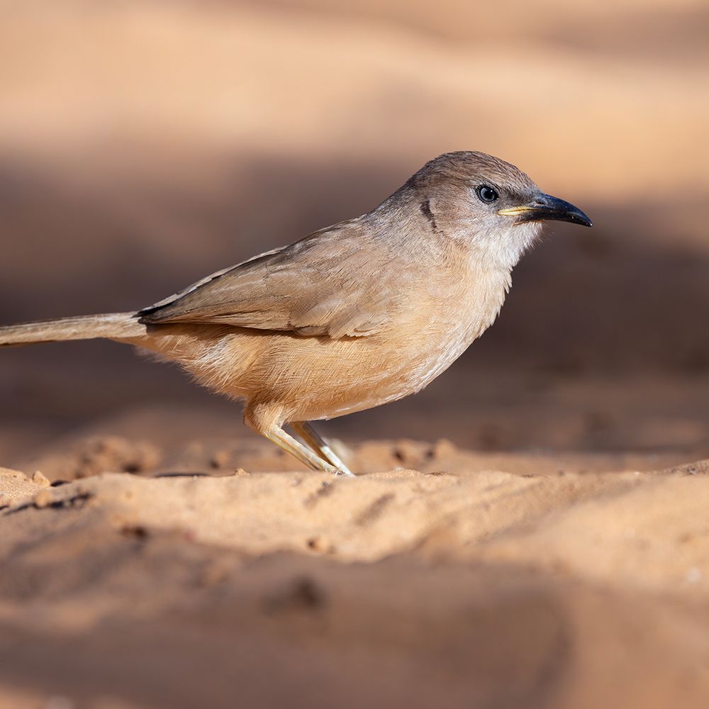 Fulvous Chatterer (Argya fulva)