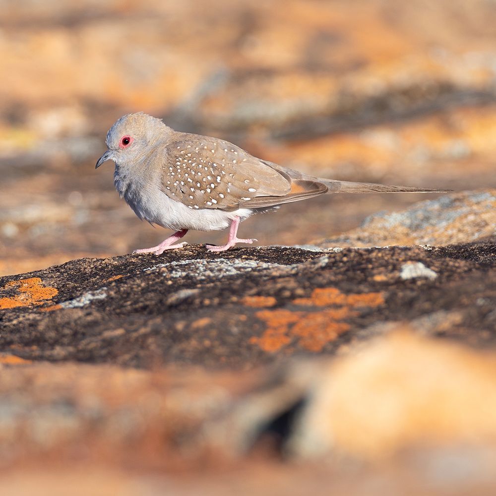 Diamond Dove