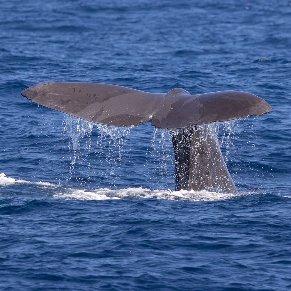 Sperm Whale