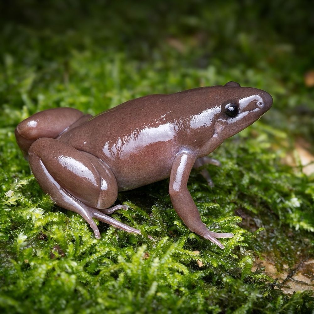 Tung's Narrow-mouthed Frog (Gastrophrynoides immaculatus) - rare endemic 