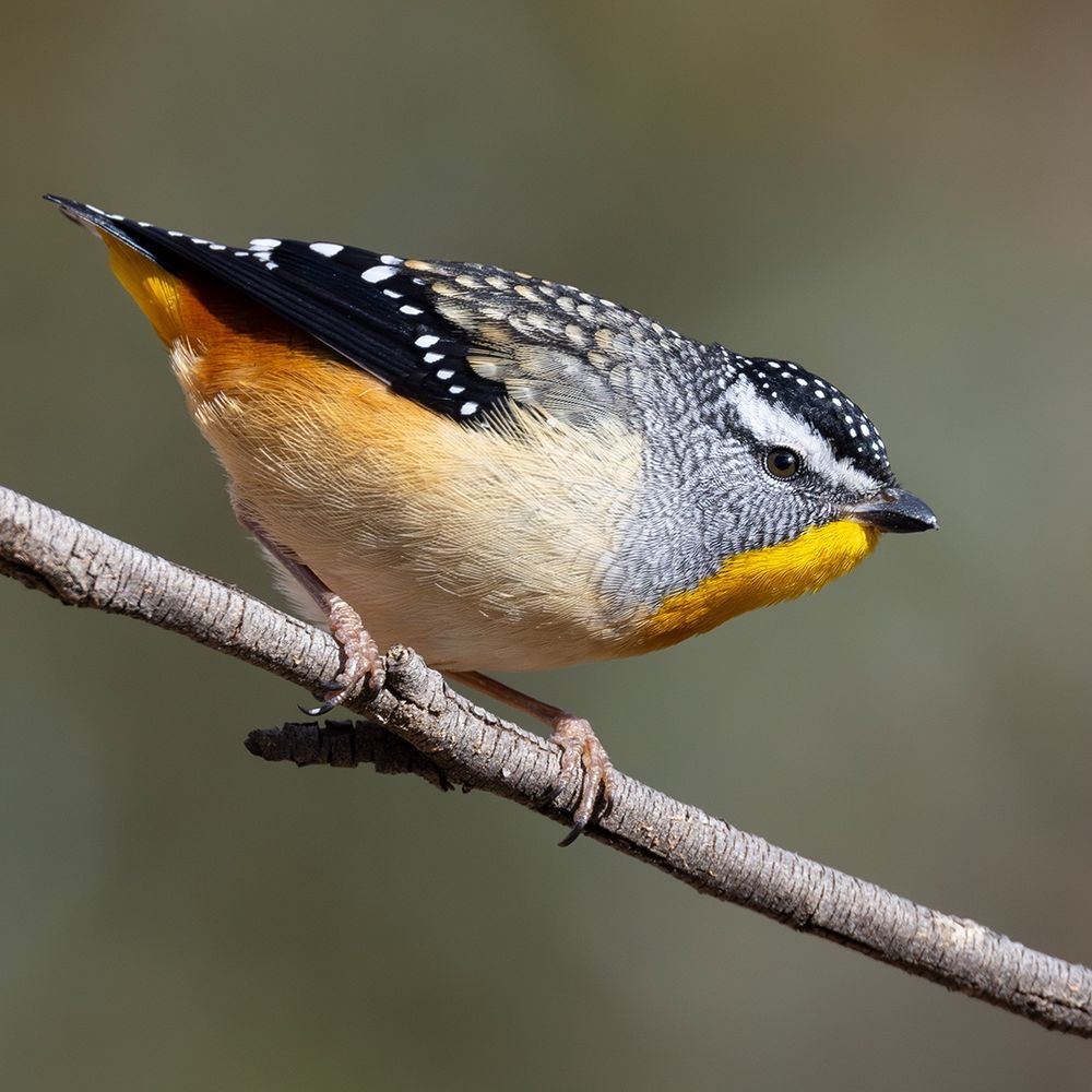 Spotted Pardalote (Pardalotus punctatus)