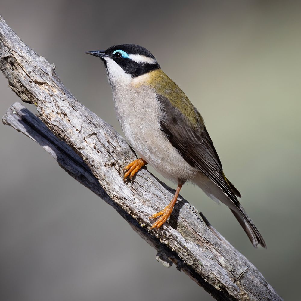 Black-chinned Honeyeater (Melithreptus gularis)