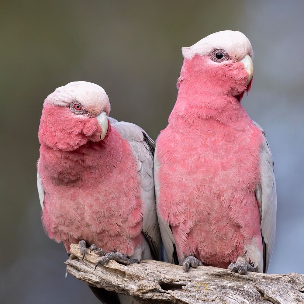 Galah (Eolophus roseicapilla)