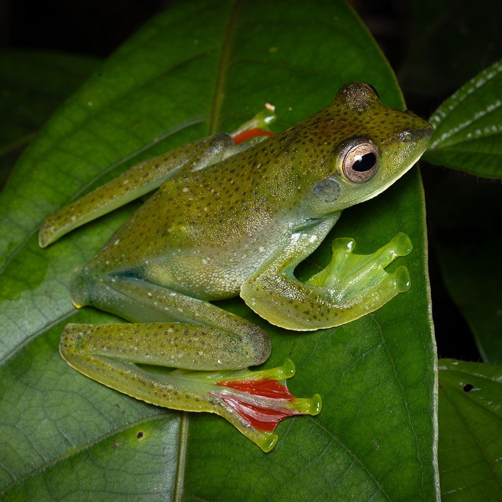 Malayan Flying Frog (Zhangixalus prominanus)
