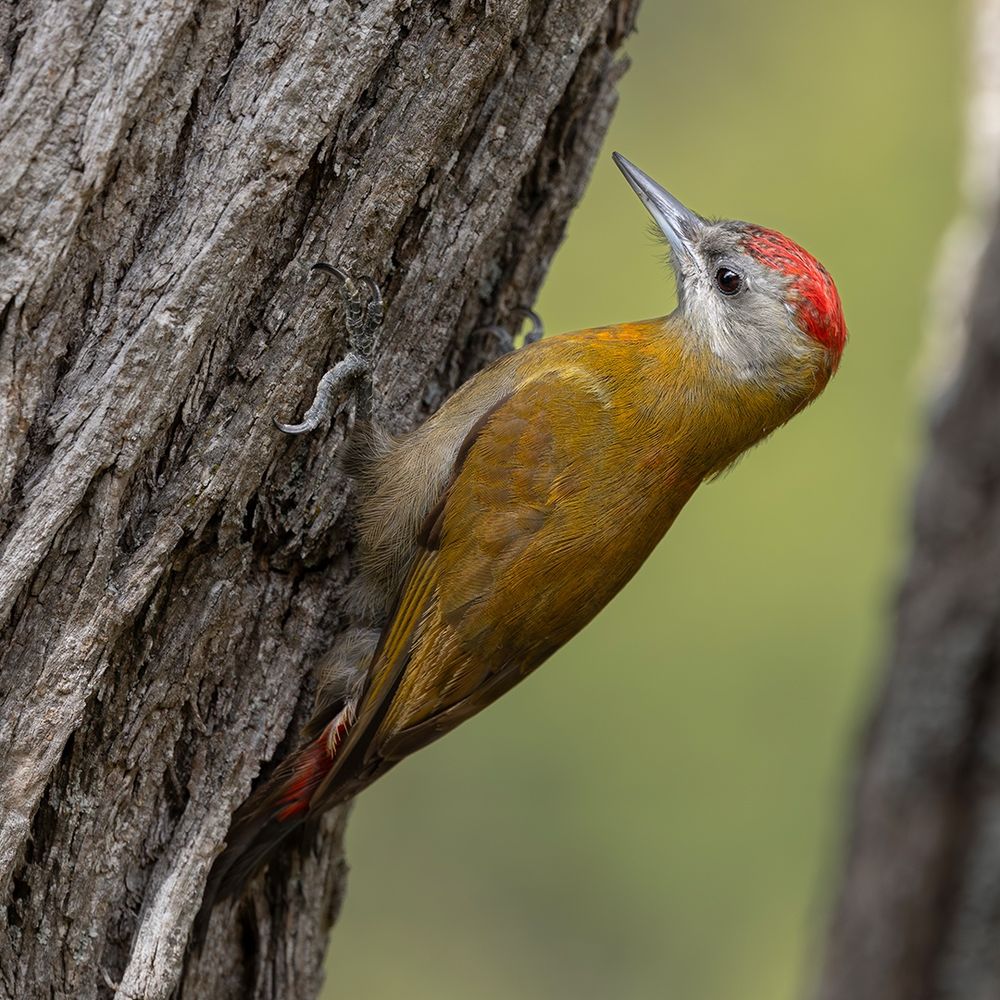 Southern Olive Woodpecker
