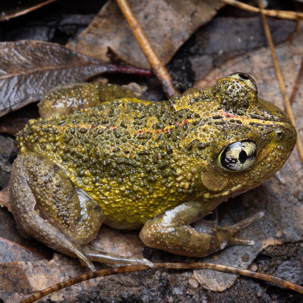 Humming Frog