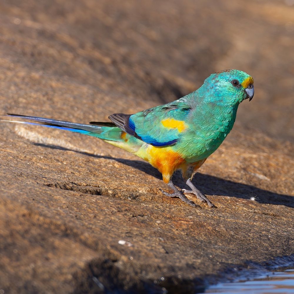  Mulga Parrot