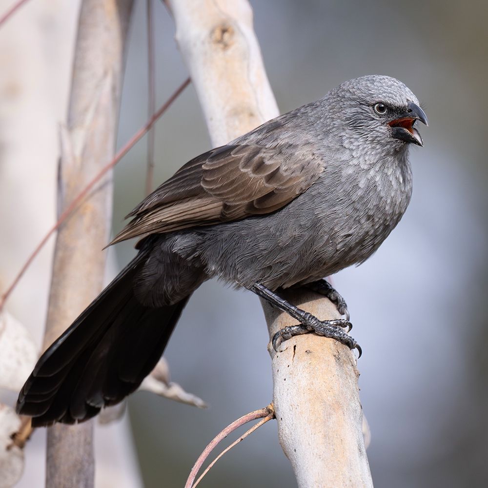 Apostlebird (Struthidea cinerea)