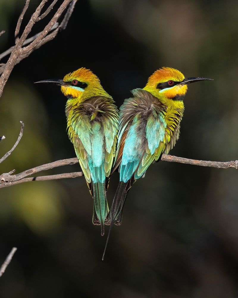 Rainbow Bee-eater, pair on branch.