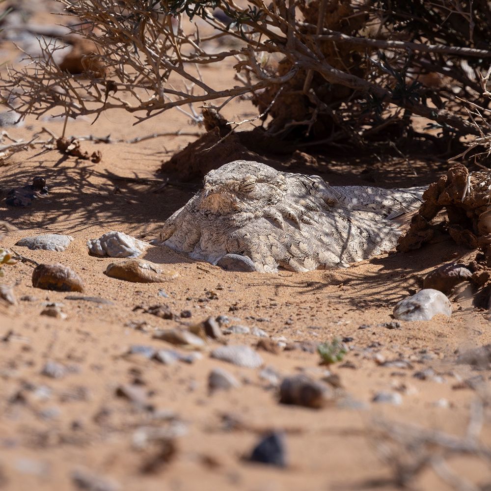 Egyptian Nightjar (Caprimulgus aegyptius)