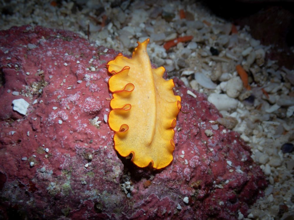 Maine flatworm - species?
